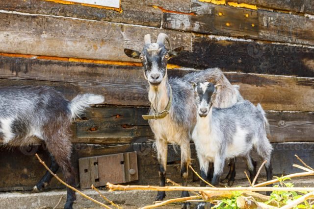 Wiens melk is winstgevender: één koe of meerdere geiten? Foto