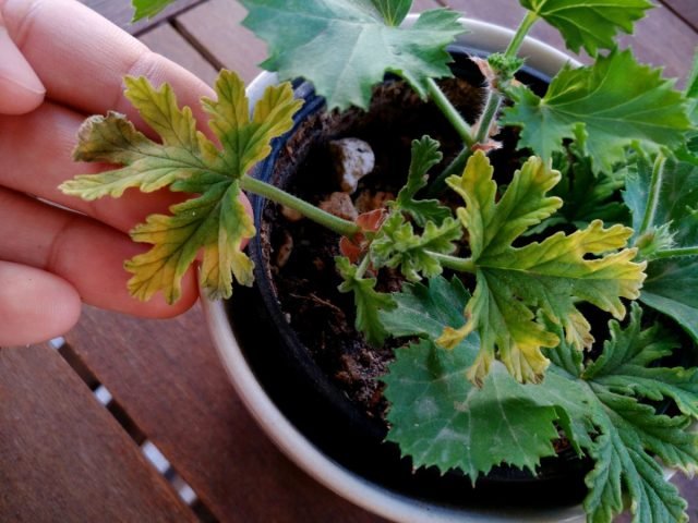 Wat is pelargonium ziek? Boringen en ongedierte, strijdmethoden. Foto