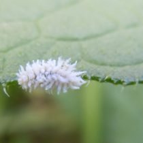 Wat is pelargonium ziek? Boringen en ongedierte, strijdmethoden. Foto