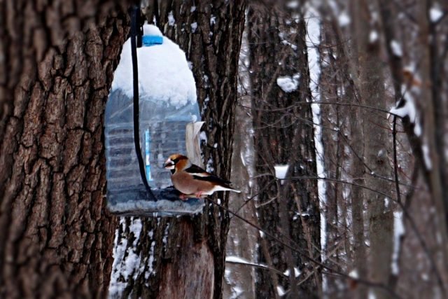 Hoe kunt u vogels in de winter niet voeden? Producten van onze tafel. Foto