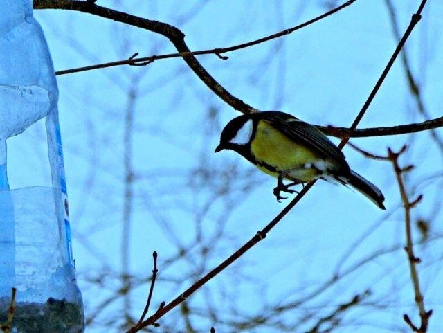 Hoe kunt u vogels in de winter niet voeden? Producten van onze tafel. Foto