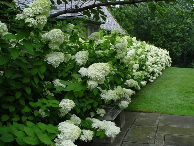 10 ideeën hoe u uw tuin kunt beschermen tegen nieuwsgierige ogen. Foto