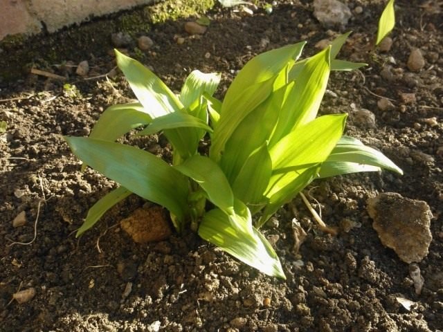 Cherges - groeiende en nuttige eigenschappen. Foto