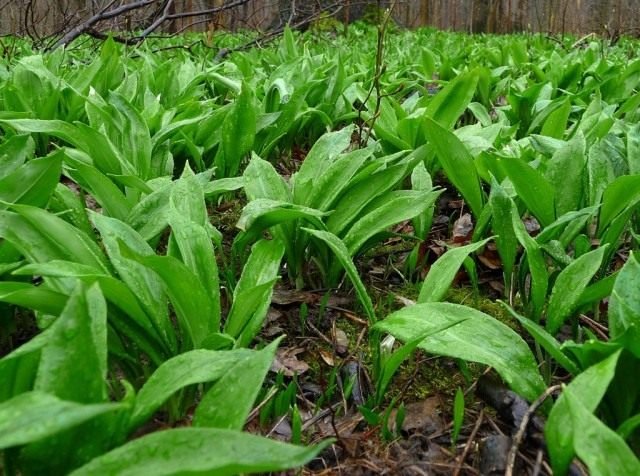 Cherges - groeiende en nuttige eigenschappen. Foto