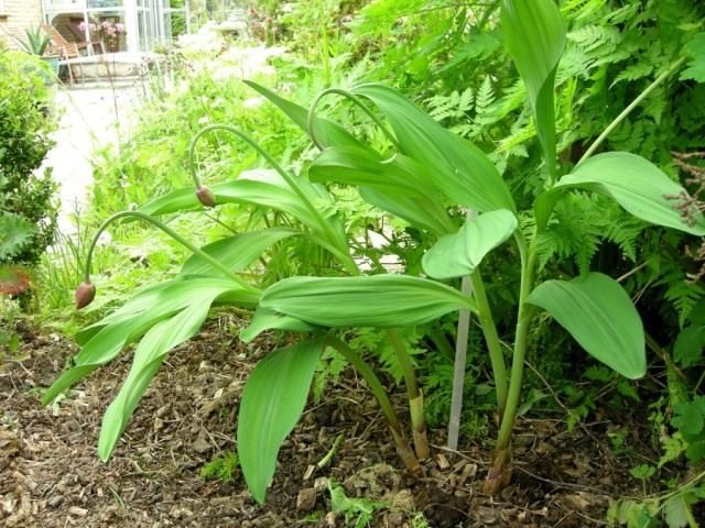 Cherges - groeiende en nuttige eigenschappen. Foto