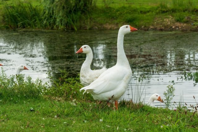 Hoe ganzen in de zomer te voeden? Vogels voeden tegen de herfst en vakanties. Foto