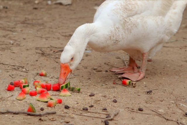 Hoe ganzen in de zomer te voeden? Vogels voeden tegen de herfst en vakanties. Foto