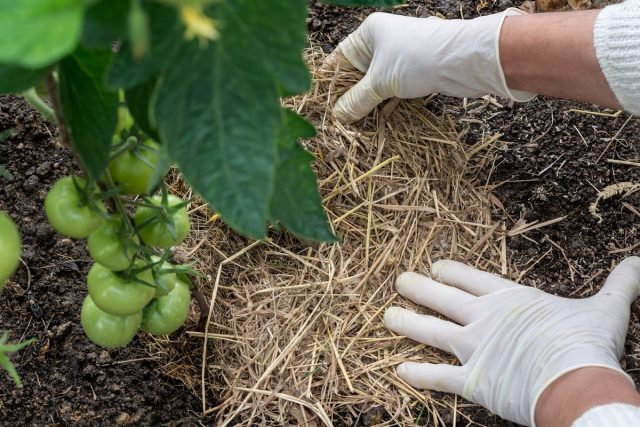 Hoe tomaten te spuiten van late plaag? Folk remedies, fungiciden en biologische producten. Foto