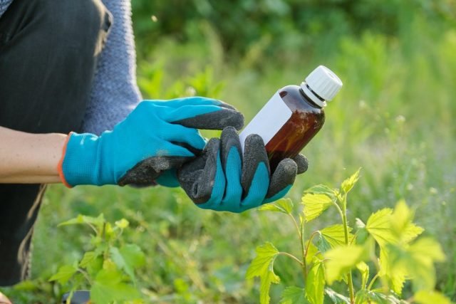 Hoe tomaten te spuiten van late plaag? Folk remedies, fungiciden en biologische producten. Foto