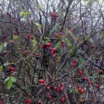 Hoe zal de wintertuin de immuniteit helpen? Foto