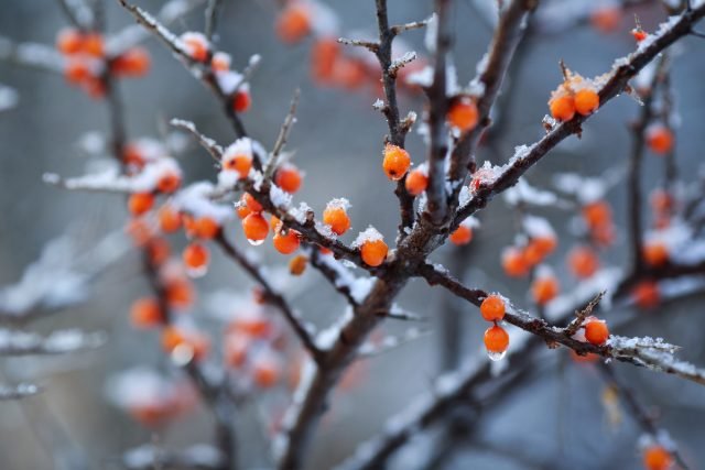 Hoe zal de wintertuin de immuniteit helpen? Foto