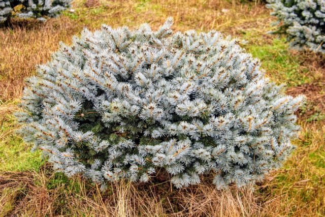 Hoe gewone sparren te vervangen - 39 naaldbomen door blauwe naalden