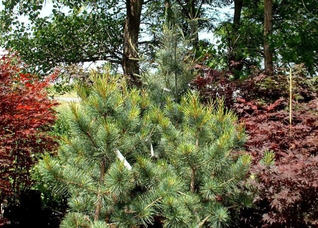 Hoe gewone sparren te vervangen - 39 naaldbomen door blauwe naalden