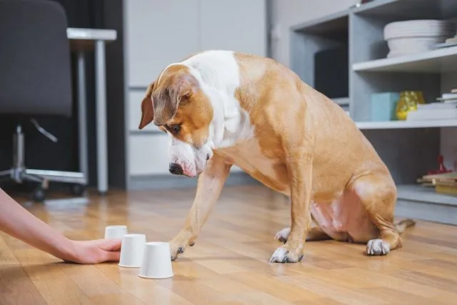 Hoe neem ik thuis een hond mee? 12 ideeën van spelletjes en oefeningen voor een huisdier. Foto, Kaleyard Hoe neem ik thuis een hond mee? 12 ideeën van spelletjes en oefeningen voor een huisdier. Foto