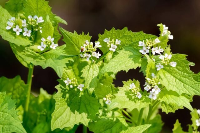 Cherry Knoflook - een kwaadaardige wiet of een waardevol alternatief voor knoflook? Foto