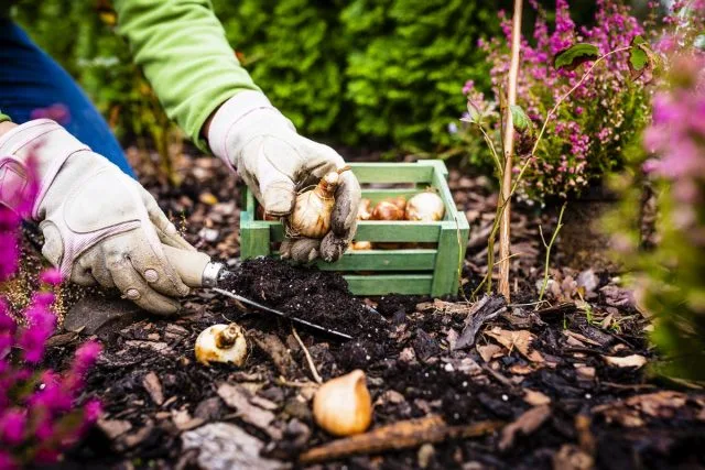 10 gevallen die in de herfst in een bloementuin moeten worden gedaan. Snoeien, transplanteren, topdressing, schuilplaats voor de winter, enz. Foto, Kaleyard 10 gevallen die in de herfst in een bloementuin moeten worden gedaan. Snoeien, transplanteren, topdressing, schuilplaats voor de winter, enz. Foto