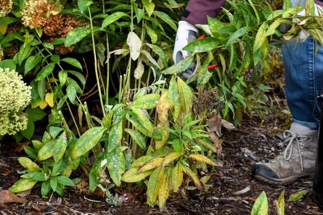 10 gevallen die in de herfst in een bloementuin moeten worden gedaan. Snoeien, transplanteren, topdressing, schuilplaats voor de winter, enz. Foto