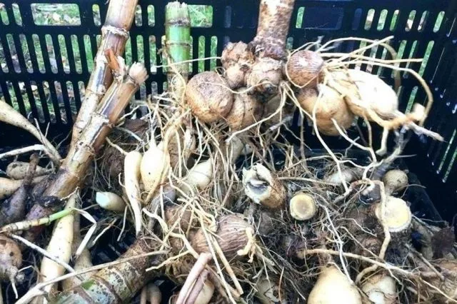 10 gevallen die in de herfst in een bloementuin moeten worden gedaan. Snoeien, transplanteren, topdressing, schuilplaats voor de winter, enz. Foto, Kaleyard 10 gevallen die in de herfst in een bloementuin moeten worden gedaan. Snoeien, transplanteren, topdressing, schuilplaats voor de winter, enz. Foto