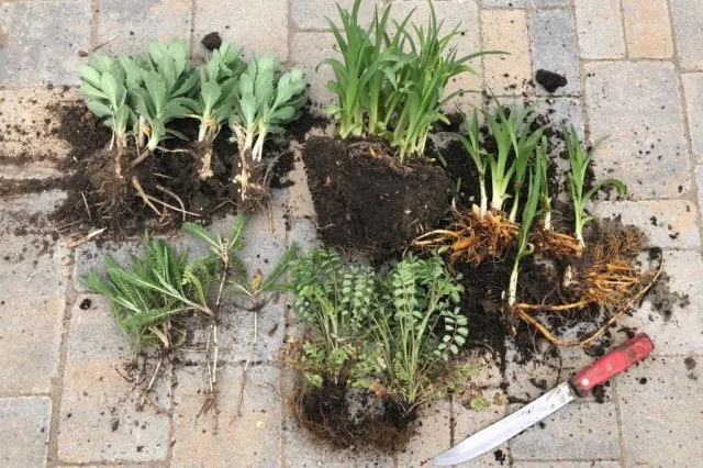 10 gevallen die in de herfst in een bloementuin moeten worden gedaan. Snoeien, transplanteren, topdressing, schuilplaats voor de winter, enz. Foto, Kaleyard 10 gevallen die in de herfst in een bloementuin moeten worden gedaan. Snoeien, transplanteren, topdressing, schuilplaats voor de winter, enz. Foto