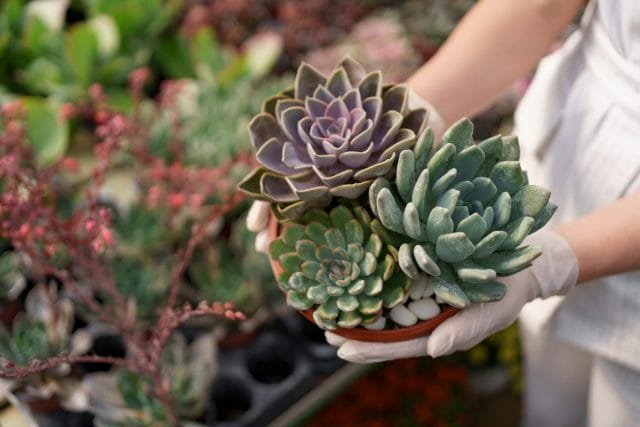 10 mythen over vetplanten waarin je zeker geloofde. Foto