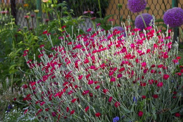 10 vaste planten uit zaden die in het eerste jaar zullen bloeien. Foto