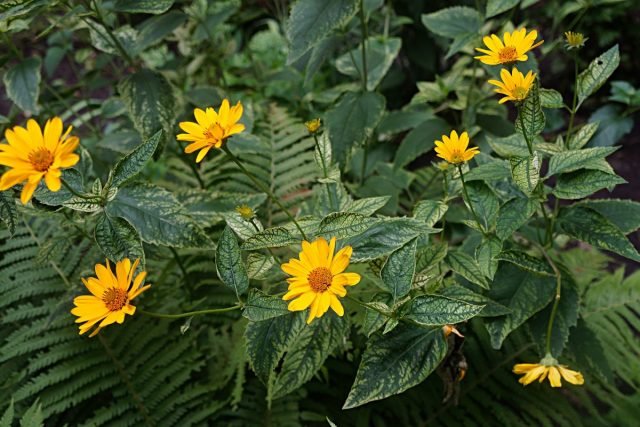 10 vaste planten uit zaden die in het eerste jaar zullen bloeien. Foto