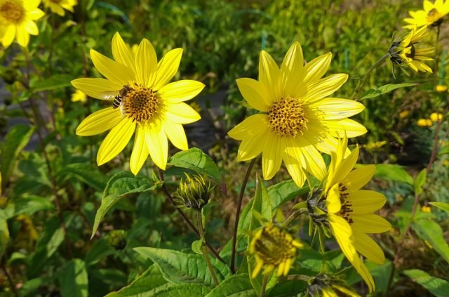 10 vaste planten die me vorig seizoen aangenaam verrasten