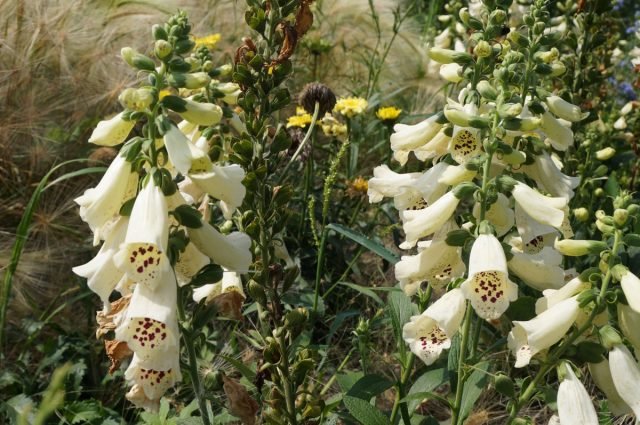 10 vaste planten die me vorig seizoen aangenaam verrasten