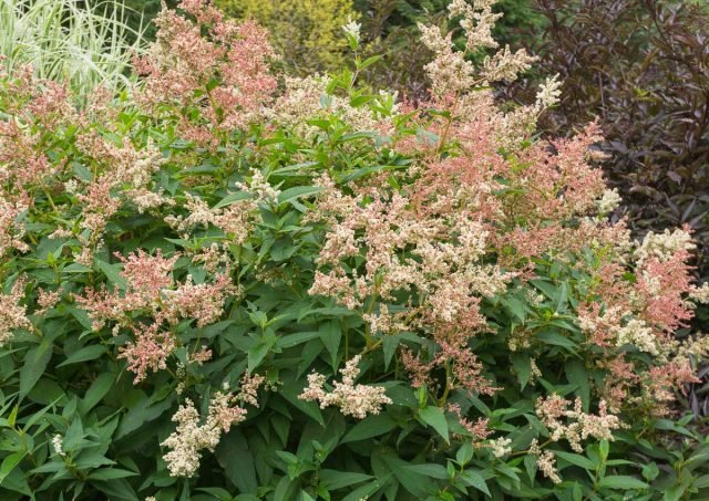 10 vaste planten die me vorig seizoen aangenaam verrasten