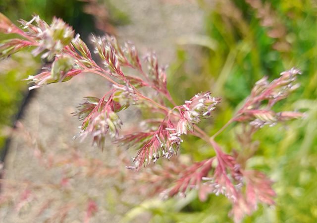 10 vaste planten die me vorig seizoen aangenaam verrasten