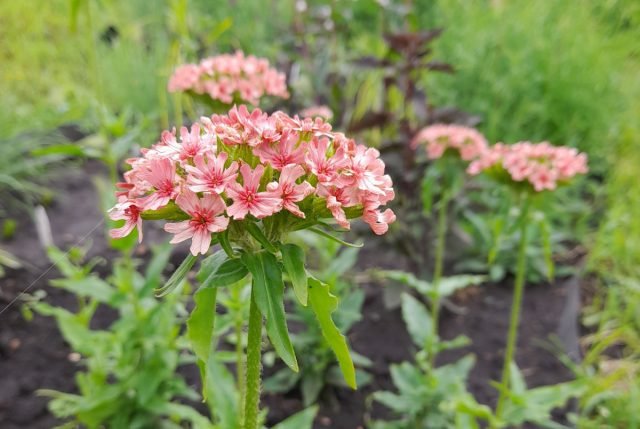 10 vaste planten die me vorig seizoen aangenaam verrasten