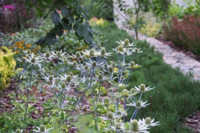 10 vaste planten die nooit ziek worden. Beschrijving, selectie van voorwaarden. Foto