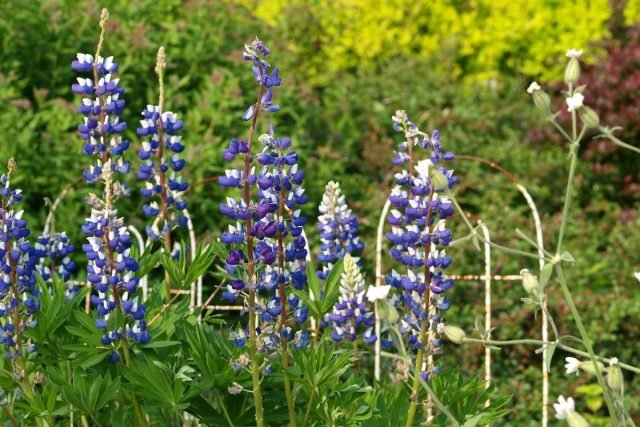 10 vaste planten die nooit ziek worden. Beschrijving, selectie van voorwaarden. Foto