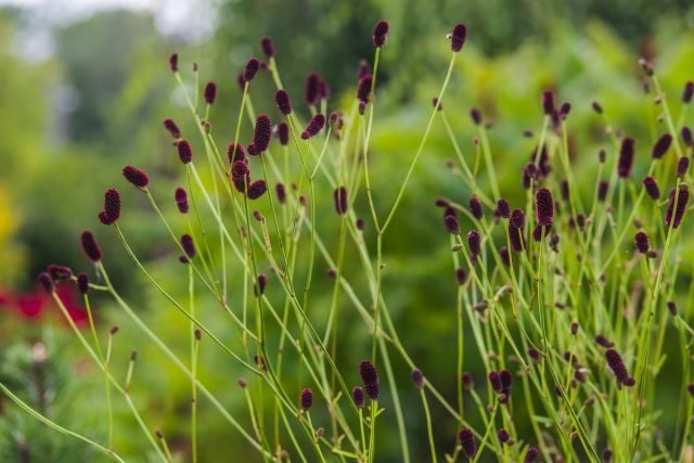 10 vaste planten die nooit ziek worden. Beschrijving, selectie van voorwaarden. Foto