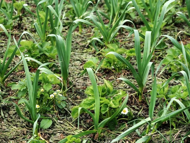 11 manieren om aardbeien van tuin in kleine ruimtes te planten. Containers, piramides, pijpleidingen en anderen.