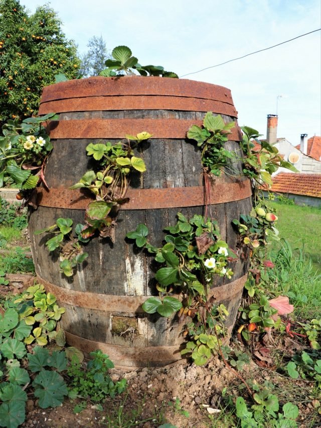 11 manieren om aardbeien van tuin in kleine ruimtes te planten. Containers, piramides, pijpleidingen en anderen.