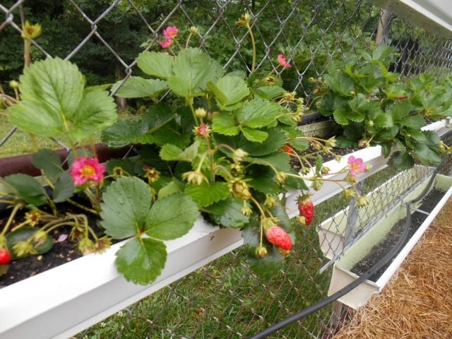 11 manieren om aardbeien van tuin in kleine ruimtes te planten. Containers, piramides, pijpleidingen en anderen.