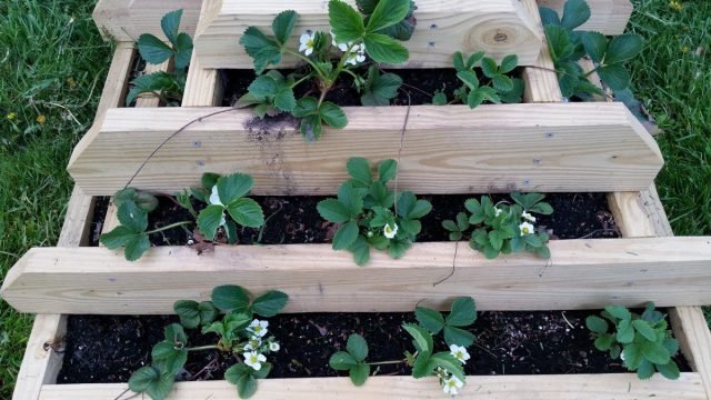 11 manieren om aardbeien van tuin in kleine ruimtes te planten. Containers, piramides, pijpleidingen en anderen.