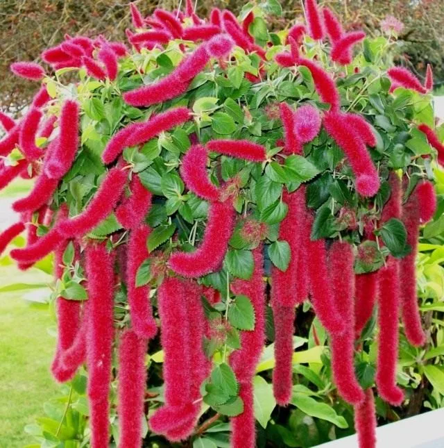 10 Beste mooi bloeiende binnenplanten. Lijst met namen met foto – pagina 10 van de 11, Kaleyard 10 Beste mooi bloeiende binnenplanten. Lijst met namen met foto - pagina 10 van de 11