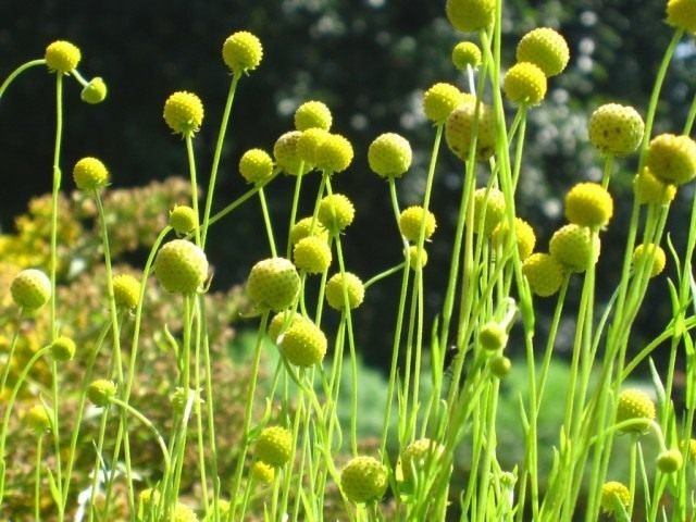 Het glenium is aromatisch of cephalofoor - aardbeiengras. Zorg, groeien, reproductie. Foto