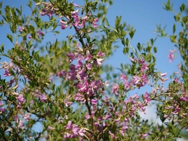 Tabel is de oorspronkelijke concurrent van Spirea. Genghil, Halimodendron. Zorg, groeien, reproductie. Foto