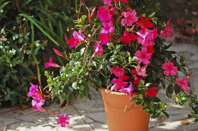 10 Beste mooi bloeiende binnenplanten. Lijst met namen met foto’s – pagina 9 van de 11, Kaleyard 10 Beste mooi bloeiende binnenplanten. Lijst met namen met foto's - pagina 9 van de 11