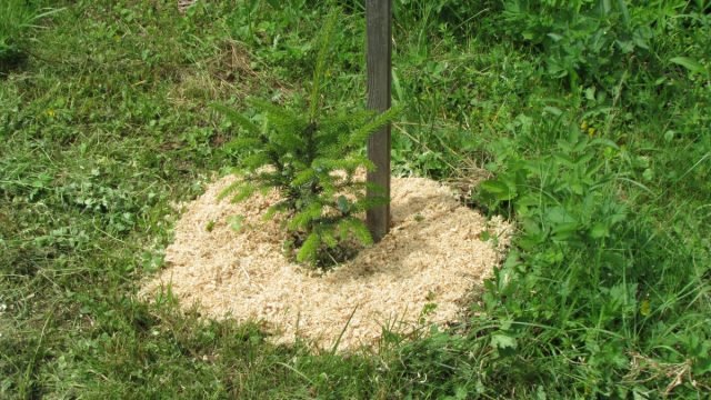 10 soorten mulch zijn het beste alternatief voor wieden. Foto