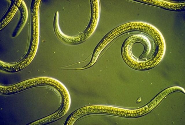 Nematode, of bewaar wie kan! Strijdmaatregelen. Foto