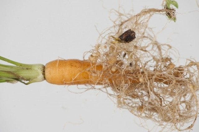 Nematode, of bewaar wie kan! Strijdmaatregelen. Foto