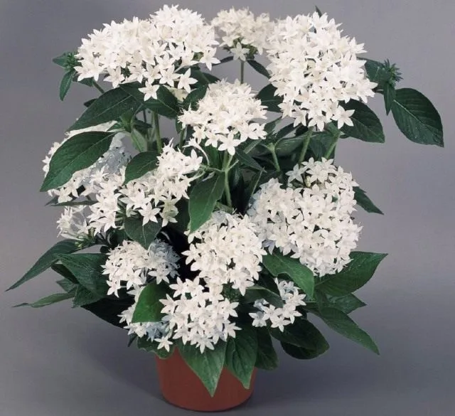 10 Beste mooi bloeiende binnenplanten. Lijst met namen met foto’s – pagina 5 van de 11, Kaleyard 10 Beste mooi bloeiende binnenplanten. Lijst met namen met foto's - pagina 5 van de 11