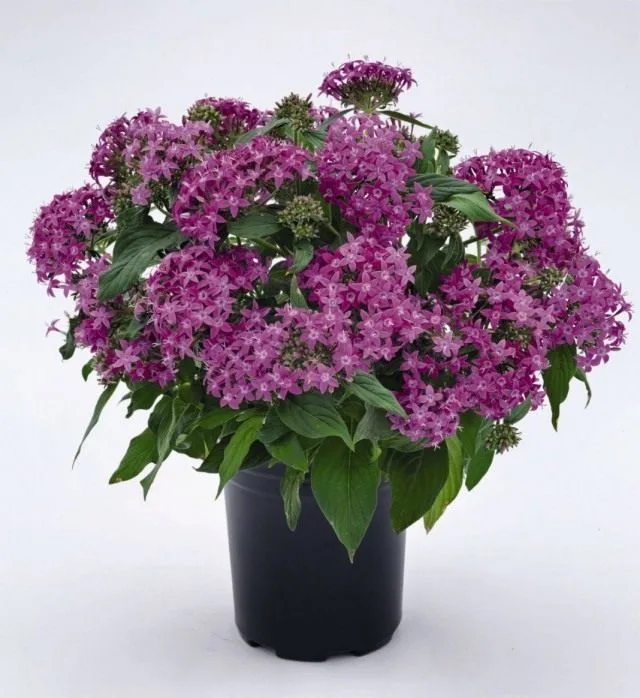 10 Beste mooi bloeiende binnenplanten. Lijst met namen met foto’s – pagina 5 van de 11, Kaleyard 10 Beste mooi bloeiende binnenplanten. Lijst met namen met foto's - pagina 5 van de 11