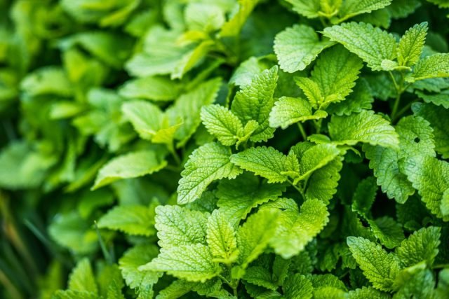 Thee kleuterschool voor de ziel en gezondheid: kies planten voor geurige thee. Foto