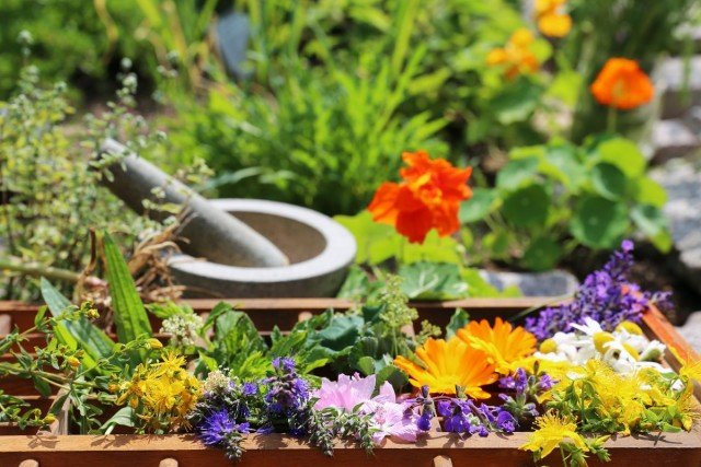 De "Tea" - bloemtuin is een bloembed voor het kweken van kruidige en medicinale kruiden. De keuze van planten. Zorg