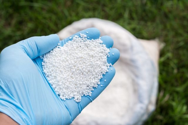 Hoe kom je komkommers in de vroege zomer? Organisch en mineraal topdressing. Foto